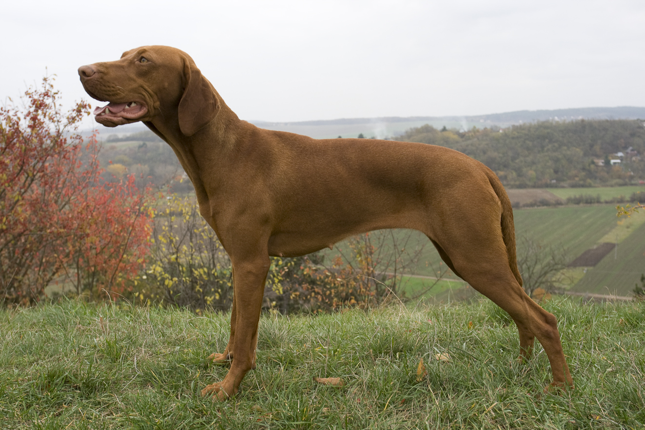 Dixie Laváre Morávia